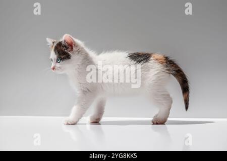 White kitten with black and ginger patches standing on a white background. Stock Photo