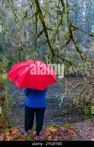 Woman with red umbrella along River's Edge Trail in Schafer State Park, Washington State, USA Stock Photo