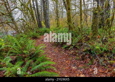 River's Edge Trail along East Fork Satsop River in Schafer State Park, Washington State, USA Stock Photo