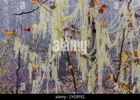 Methuselah’s Beard, Usnea longissima, on Vine Maple in rain in Schafer State Park, Washington State, USA Stock Photo