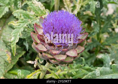 Cynara cardunculus (var. Scolymus), common name Globe Artichoke, with a purple thistle like flower. Flowering in August, Worcestershire, England Stock Photo