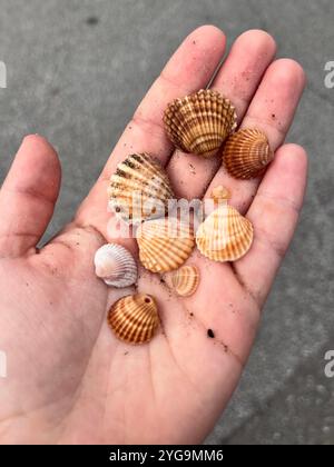 Tiny ocean wonders held in the palm of my hand. Stock Photo