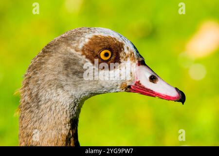 Egyptian Goose Stock Photos and Pictures beautiful color detail in natural habitat Stock Photo