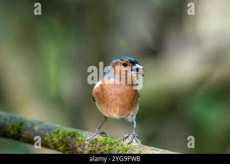 Eurasian chaffinch bird Stock Photos and Pictures beautiful color detail in natural habitat Stock Photo