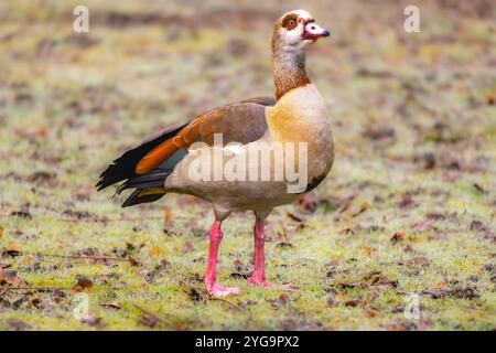 Egyptian Goose Stock Photos and Pictures beautiful color detail in natural habitat Stock Photo