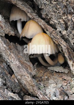 Close-up of common bonnet or mycena mushrooms in a crevice in a decaying tree. Stock Photo