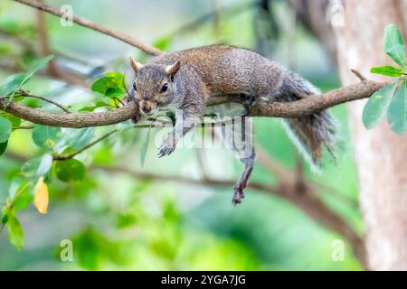 Miami Shores, Fl, USA. 6th Nov, 2024. A squirrel seen in an urban wildlife sanctuary Miami Shores, Florida on November 6, 2024. (Credit Image: © Ronen Tivony/ZUMA Press Wire) EDITORIAL USAGE ONLY! Not for Commercial USAGE! Stock Photo