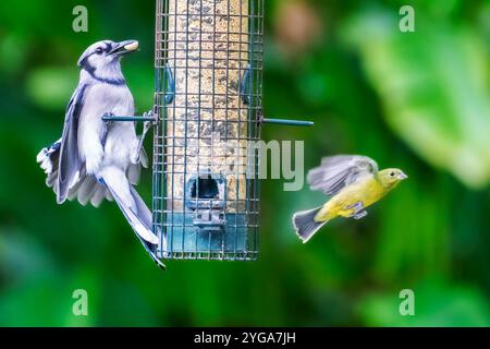 Miami Shores, Fl, USA. 6th Nov, 2024. Birds in an urban wildlife sanctuary Miami Shores, Florida on November 6, 2024. (Credit Image: © Ronen Tivony/ZUMA Press Wire) EDITORIAL USAGE ONLY! Not for Commercial USAGE! Stock Photo