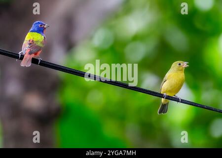 Miami Shores, Fl, USA. 6th Nov, 2024. Painted buntings seen in an urban wildlife sanctuary Miami Shores, Florida on November 6, 2024. (Credit Image: © Ronen Tivony/ZUMA Press Wire) EDITORIAL USAGE ONLY! Not for Commercial USAGE! Stock Photo