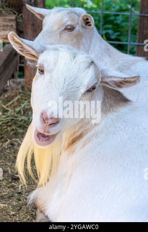 Chimacum, Washington State, USA. Two white Nigerian dwarf goats resting Stock Photo