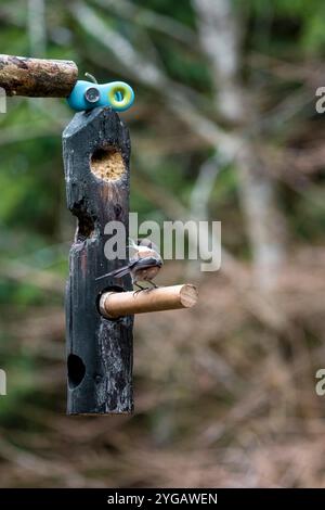 Issaquah, Washington State, USA. Chestnut-backed Chickadee eating at a log suet feeder. Stock Photo