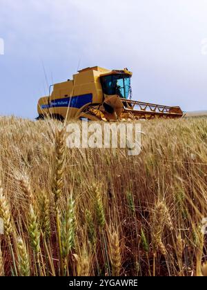 Parana, Brazil, September 20, 2007. New Holland combine harvester harvests wheat on a farm in the state of Parana Stock Photo