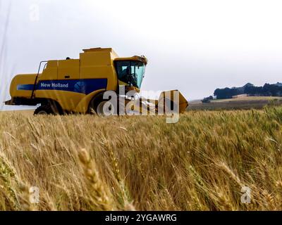 Parana, Brazil, September 20, 2007. New Holland combine harvester harvests wheat on a farm in the state of Parana Stock Photo