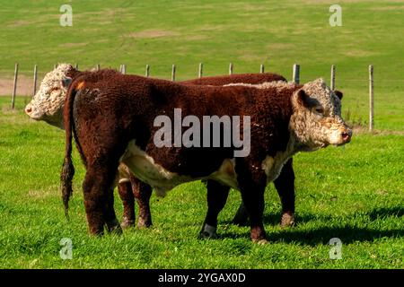 Herd of Hereford cattle on the pasture in brazilian ranch. Stock Photo