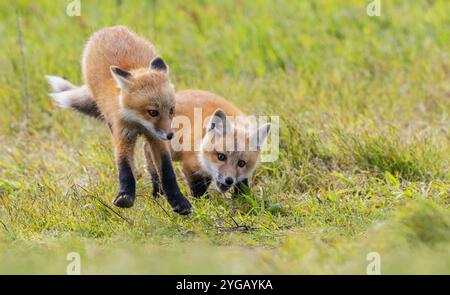 Red fox kits playing, Washington State, USA Stock Photo