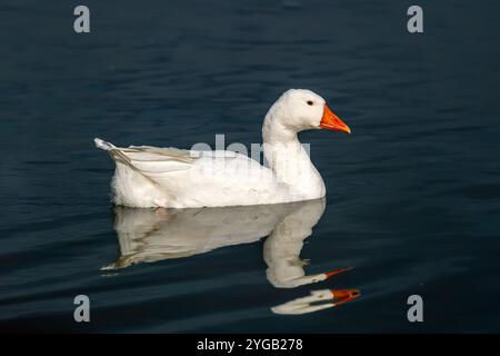 white geese swimming in the river. poultry farming on the farm. Goose close-up. Stock Photo