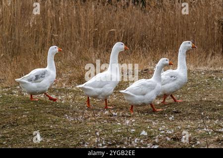 The white goose or graylag goose walking on the grass in autumn in the village. Geese in nature. Stock Photo