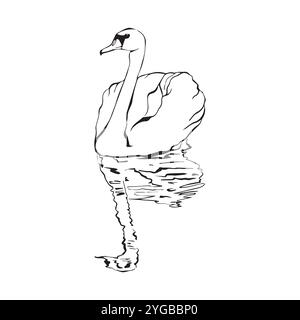 Swan bird on water surface in continuous line art drawing style. Black linear sketch isolated on white background. Vector illustration Stock Vector