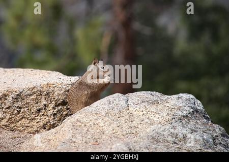 Portrait of squirrel standing on the rock in the mountain Stock Photo