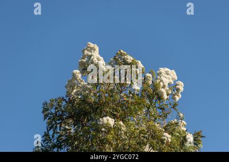 Top of Australian Eucalyptus pauciflora, snow gum, Little Snowman, covered in clusters of white blossom in blue sky. Rainforest tree, Queensland Stock Photo