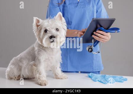 Female veterinarian examining the oral health of a West Highland White Terrier on a white background. The dog's owner brings her four-legged friend fo Stock Photo