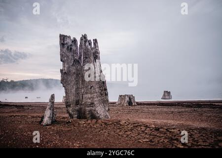Wood grain tree trunk stumps remain on the brown, crackled dirt of the dam shore, with some trunks partially submerged in the water of Wellington Dam, Stock Photo