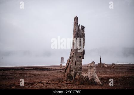 Tree trunk stumps on the brown, crackled dirt of the dam shore, some partially submerged in the water of Wellington Dam, Western Australia. Stock Photo