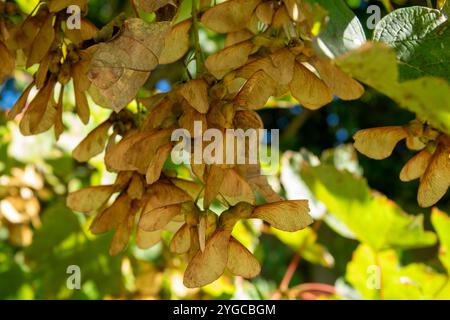 Golden maple seeds dangle from branches, illuminated by sunlight in a vibrant garden, capturing the essence of late summer. Stock Photo