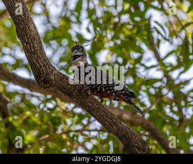 Giant Kingfisher perched on branch, Namibia Stock Photo