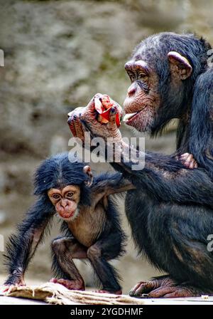 Animal portrait, Western chimpanzee (Pan troglodytes verus) playing with young, captive, distribution central and western Africa Stock Photo