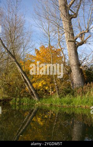 Autumn colours on the River Bure between Coltishall and Horstead Mill, Norfolk, Broads National Park Stock Photo