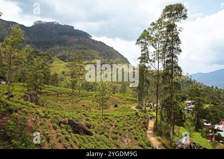 Tea plantation in Ramboda, Nuwara Eliya, Central Province, Sri Lanka, Asia Stock Photo