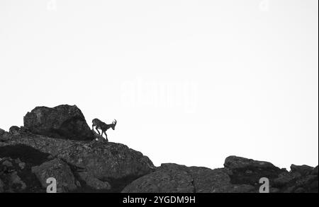 Alpine ibex (Capra ibex), on rocks, silhouette, black and white photograph, Aiguille Rouges, Chamonix, France, Europe Stock Photo