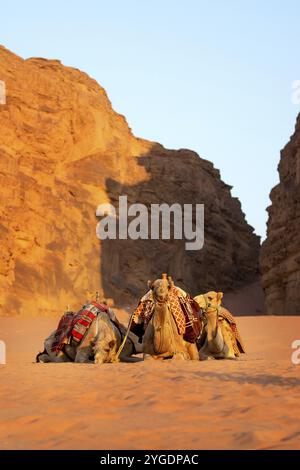 Wadi Rum, Jordan, Camels lying down in the desert sand, rocks behind