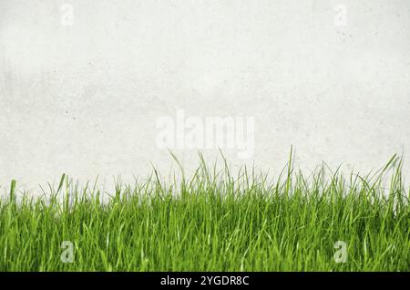 Background light concrete wall with green grass Stock Photo