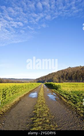 Wet dirt road in rural landscape Stock Photo