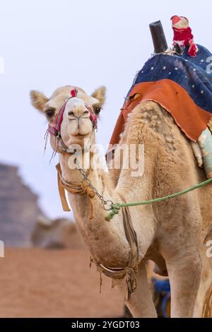 Camel with saddle standing in Jordan desert Wadi Rum, close-up portrait Stock Photo