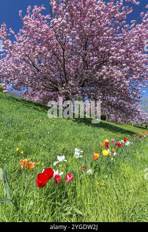 Colorful tulips on green meadow in front of pink flowering tree Stock Photo