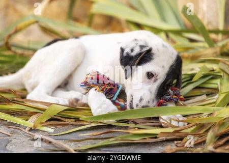 White and black Dog puppy in the shelter, playing with toy, close-up portrait Stock Photo