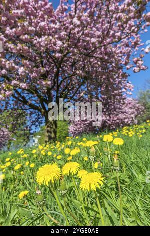 Dandelion flowers on green meadow in front of pink flowering tree Stock Photo
