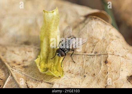 Macro closeup shot of a housefly sitting on a leaf Stock Photo - Alamy