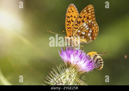 Closeup macro shot of a beautiful colourful Dark Green Fritillary butterfly and bee on a thistle flower with scenic sun rays Stock Photo