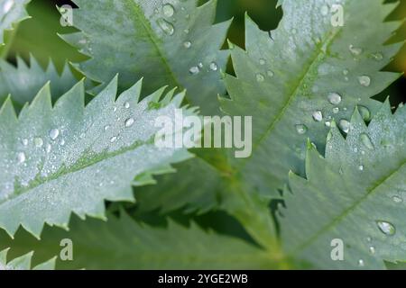 Water droplets on green serrated plant leaves. Stock Photo