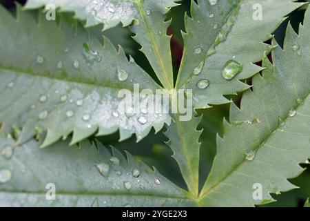 Water droplets on green serrated plant leaves. Stock Photo