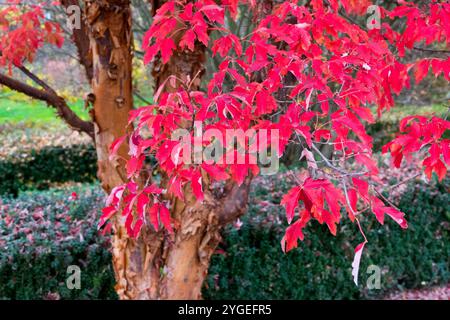 Paperbark Maple Acer griseum Autumn colors Stock Photo