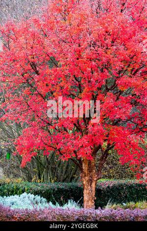 Paperbark Maple Acer griseum tree in autumn garden Stock Photo