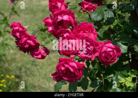 Red Rosa "Blaze" Rosa Rose Roses Rosaceae Stock Photo
