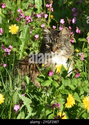 Norwegian forest cat sitting in a flower meadow Stock Photo