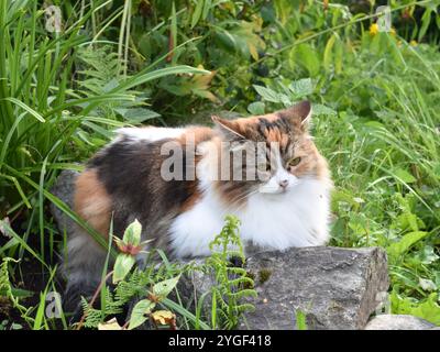 Tricolor purebreed Siberian cat outdoor laying on a stone Stock Photo
