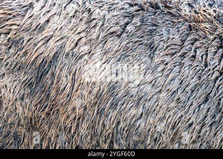 Close up of Unwashed Raw Sheep Wool in Natural Color Stock Photo